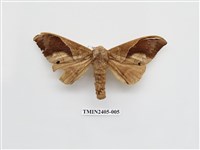 藏品(大褐斑枯葉蛾)的圖片